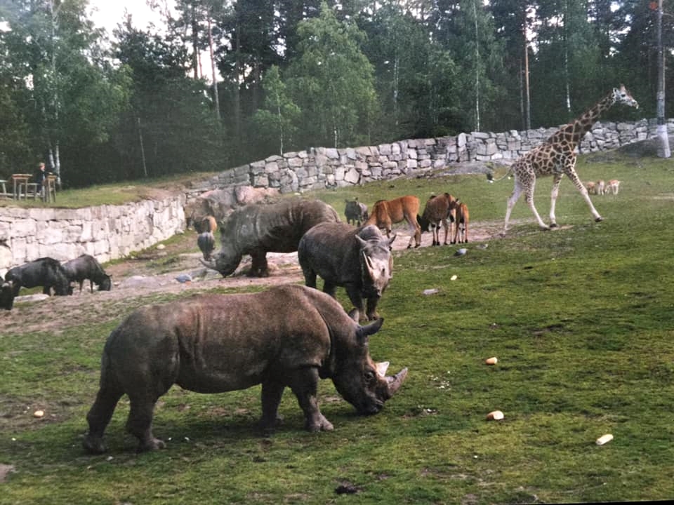Mixed exhibit - African Savannah - Kolmården