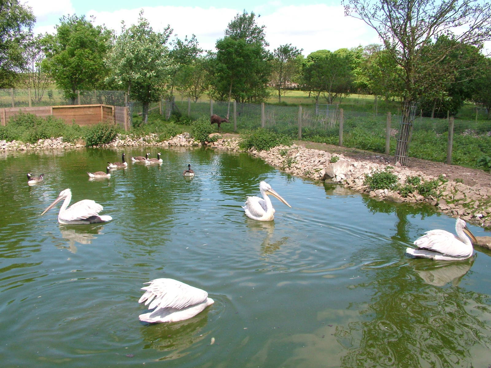 Mixed exhibit at Blackbrook, 12/06/10