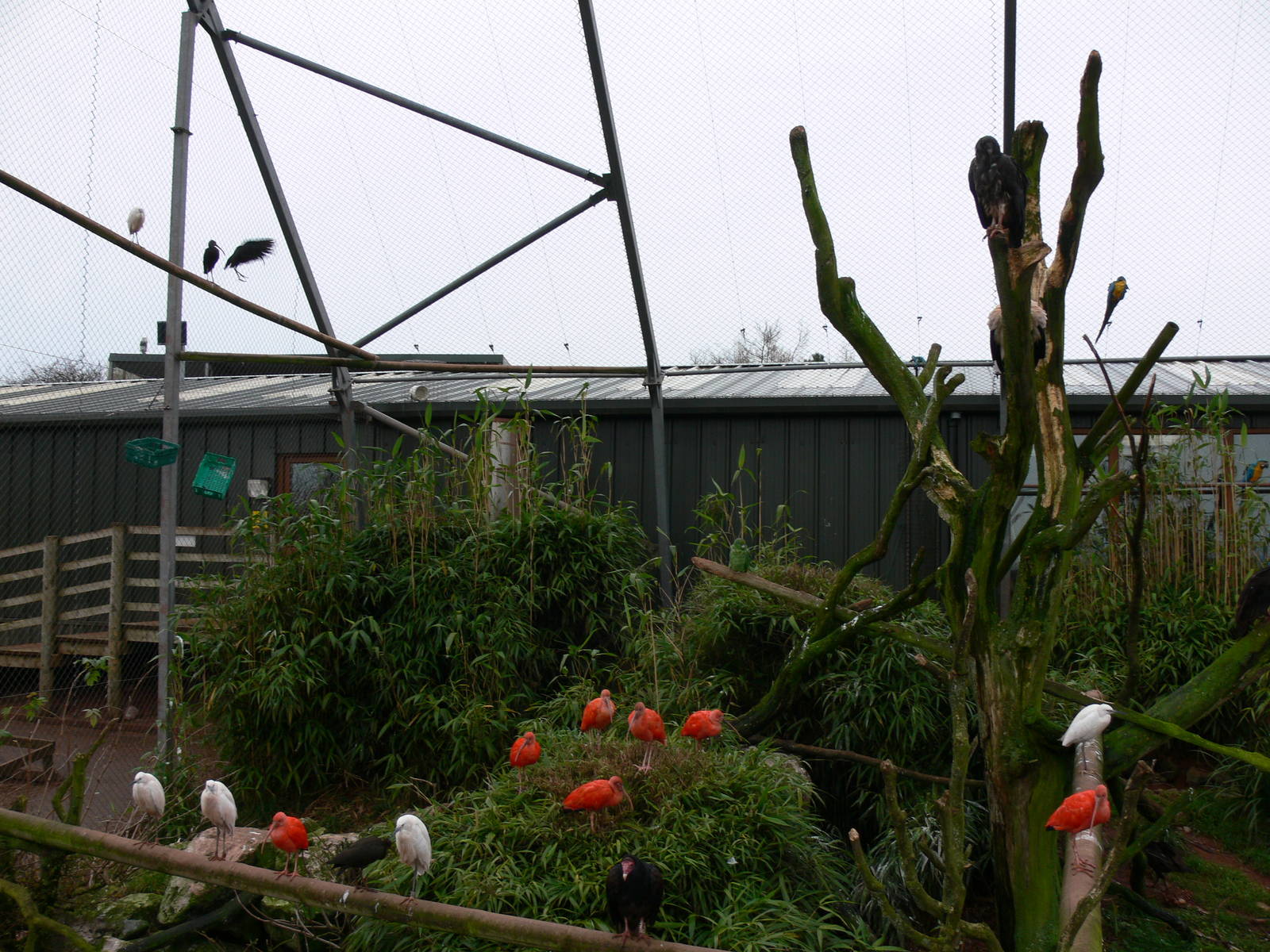 Mixed exhibit at South Lakes WAP 24/11/12