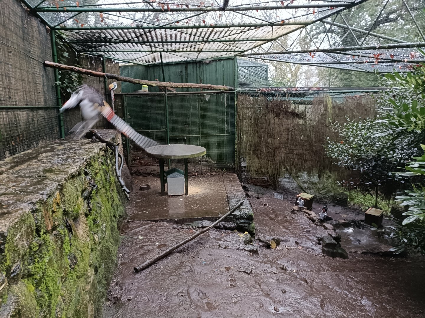 Mixed exhibit - Avifauna Lugo