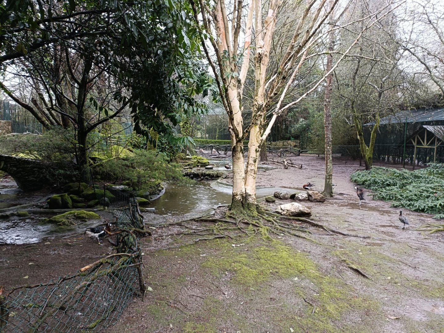 Mixed exhibit - Avifauna Lugo