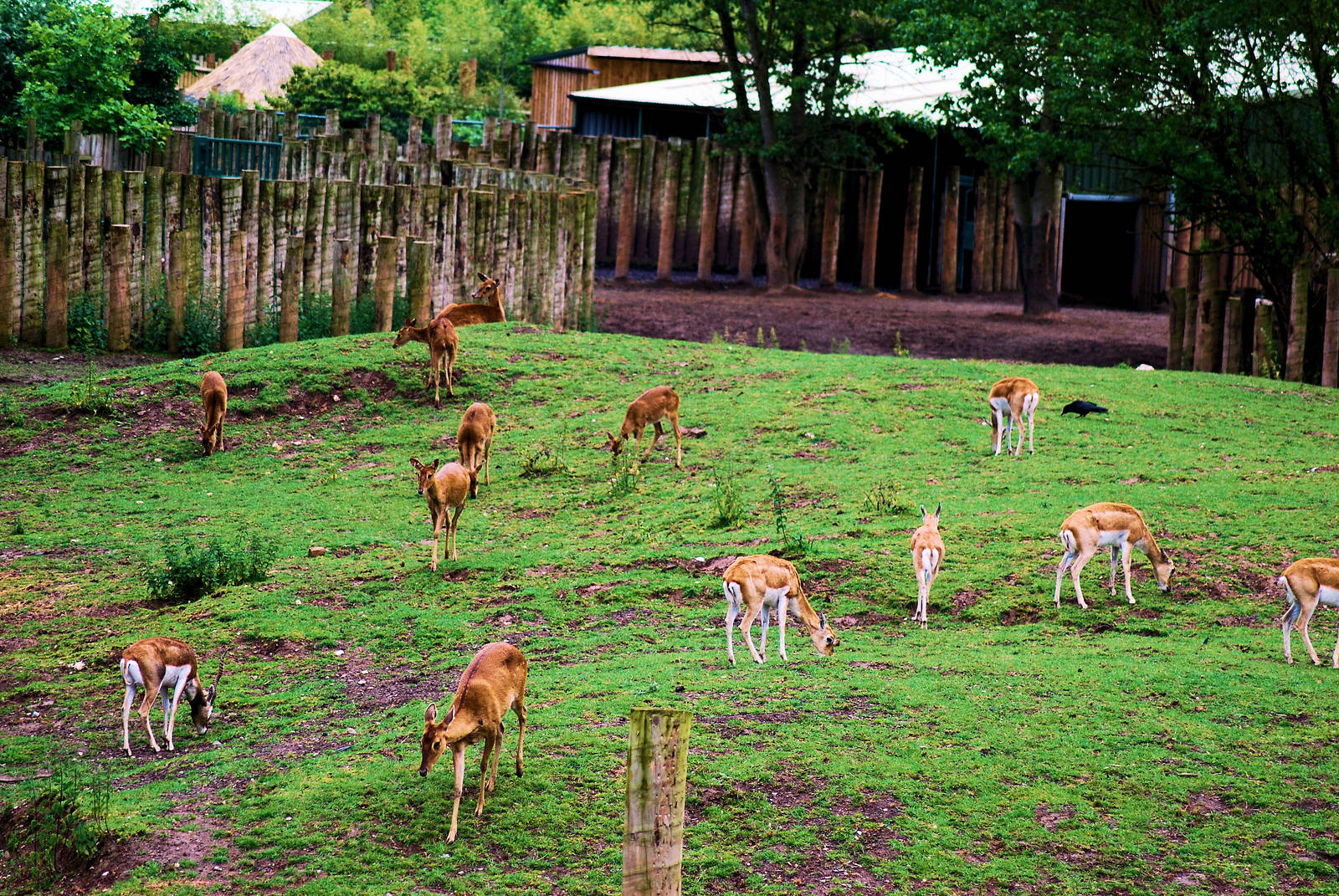 MIXED EXHIBIT BROW ANTLER DEER AND BLACK BUCK