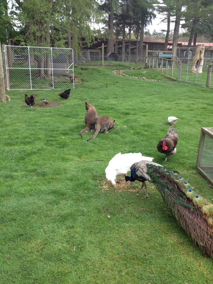 Mixed exhibit (Domestic Fowl, Wallabies, Rabbits)