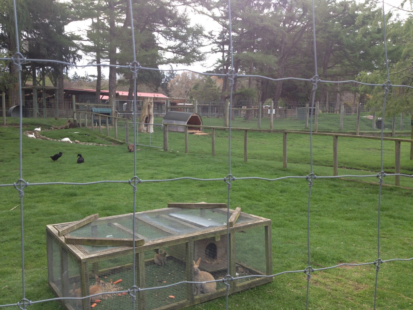 Mixed exhibit (Domestic Fowl, Wallabies, Rabbits)