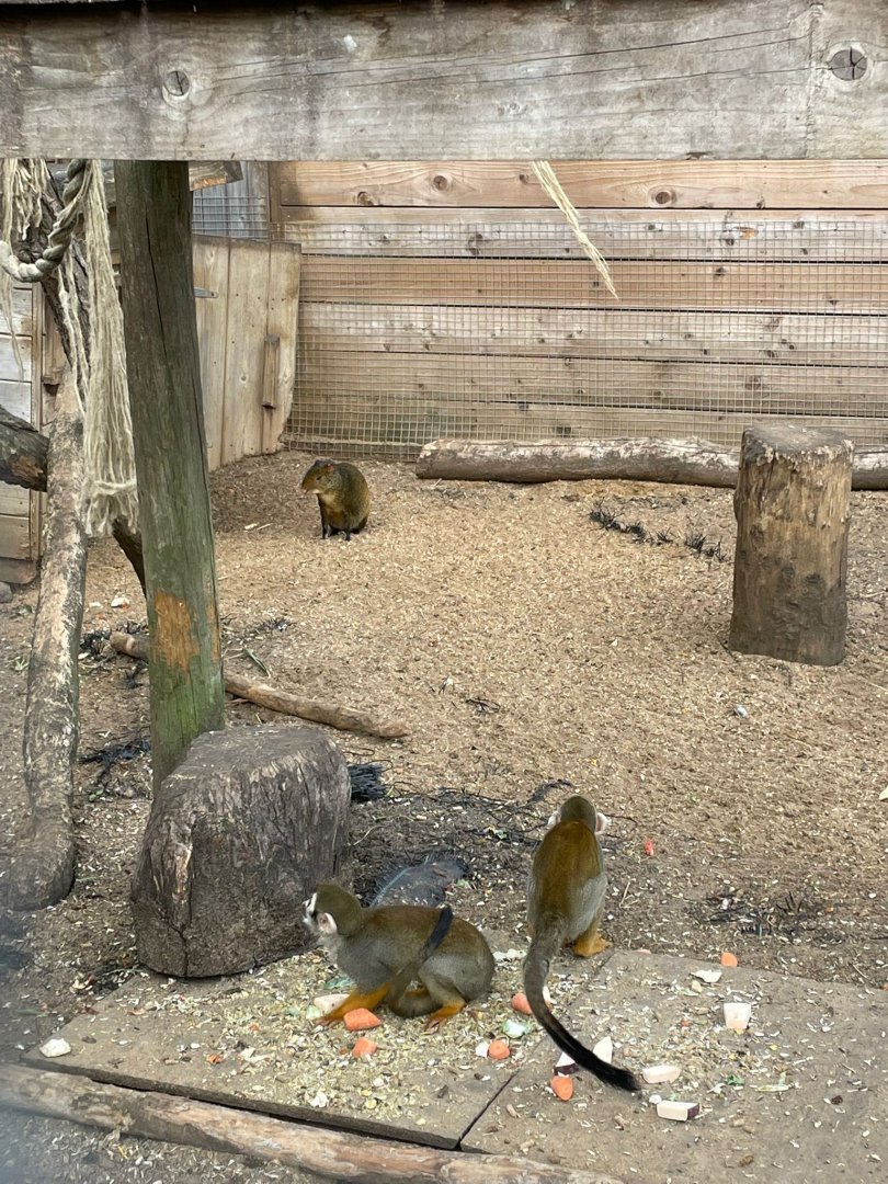 Mixed exhibit for Azara agouti and squirrel monkey