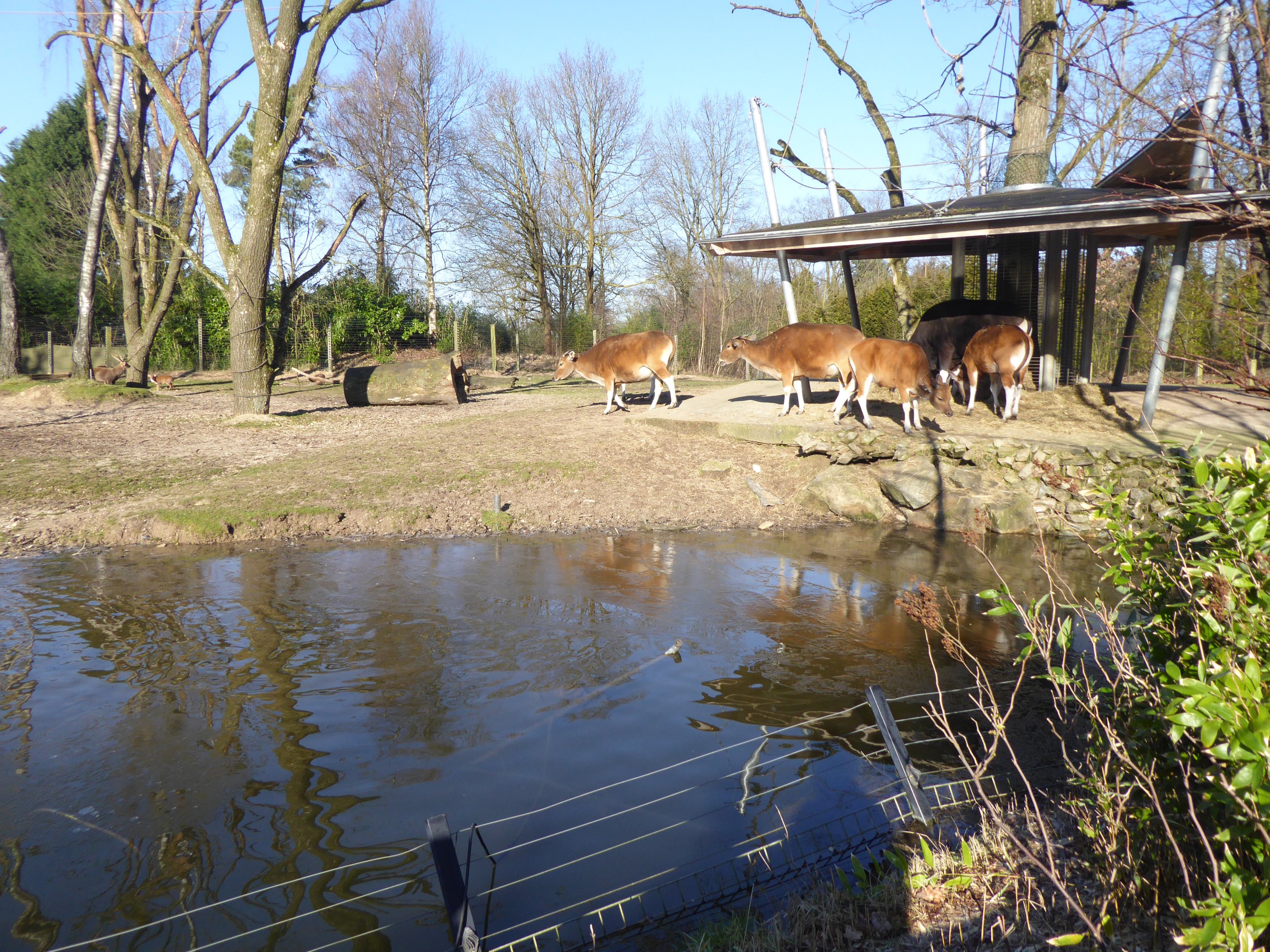 Mixed exhibit for Banteng and other Asian hoofstock