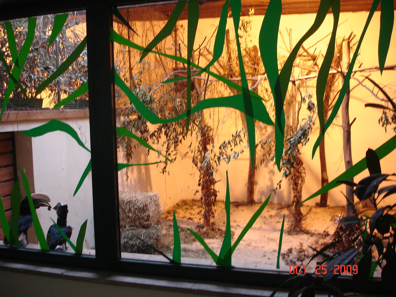 Mixed exhibit for Silvery-cheeked Hornbills and Dik Diks.