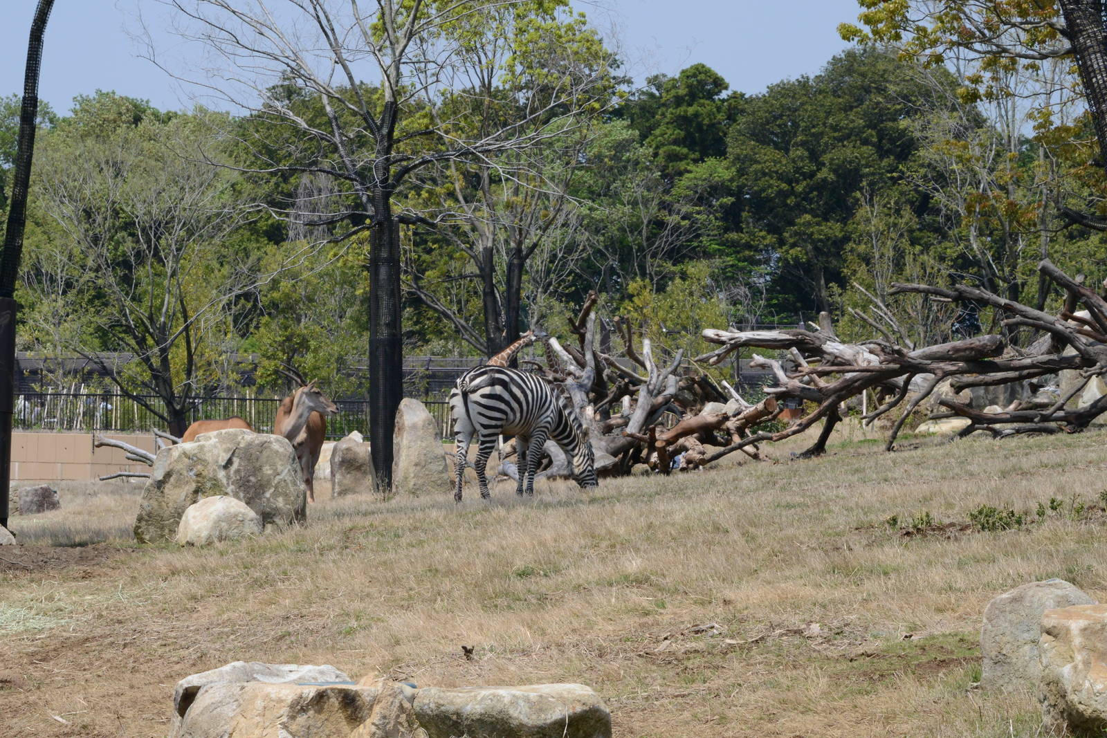 Mixed exhibit (giraffe - eland - zebra ? cheetah)