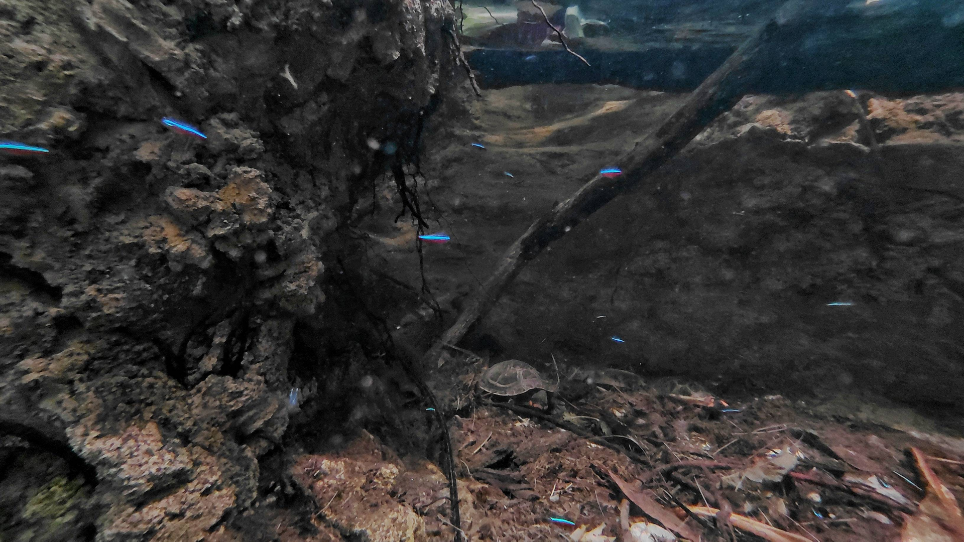 Mixed exhibit in Artenschutz house - underwater view