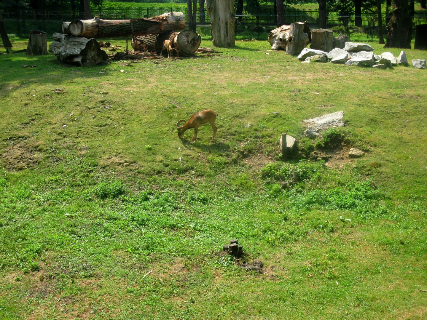 Mixed exhibit - Mouflons and Magots (Barbary Macaque) - 08.2013