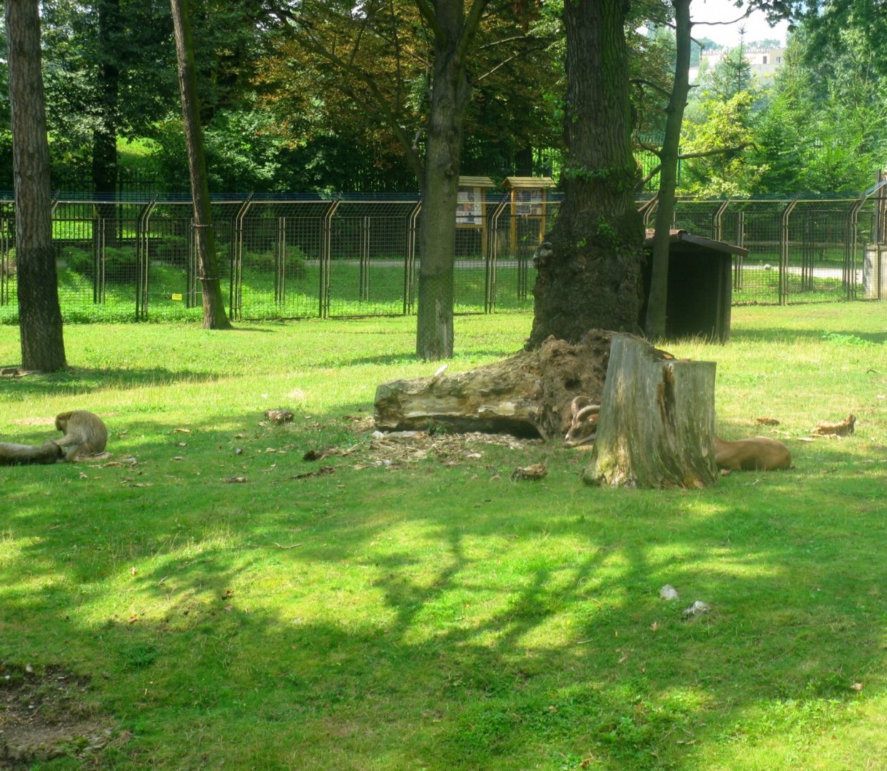 Mixed exhibit - Mouflons and Magots (Barbary macaque) - 08.2013