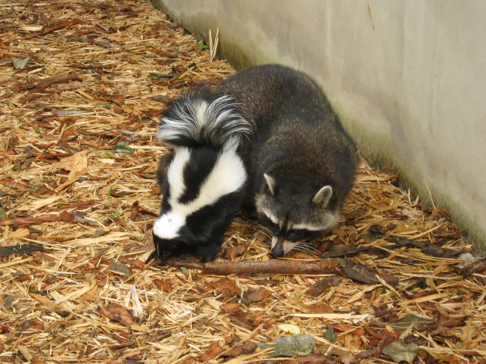 Mixed exhibit of Striped Skunk and Raccoon 2011.