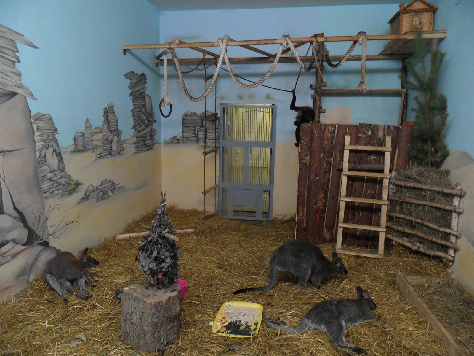 Mixed exhibit (red-necked wallabies, Geoffroy*s spider monkey)