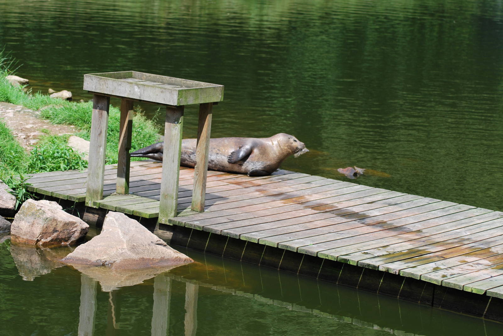 Mixed exhibit:: seals and sheep?!!!