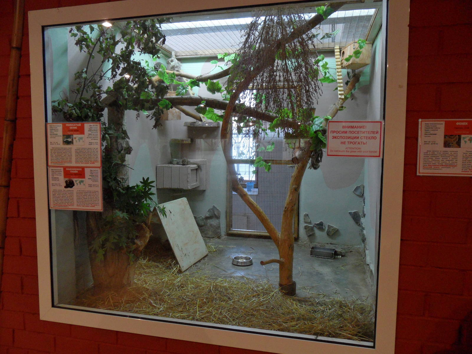 Mixed exhibit (striped skunk, common threeshrews)