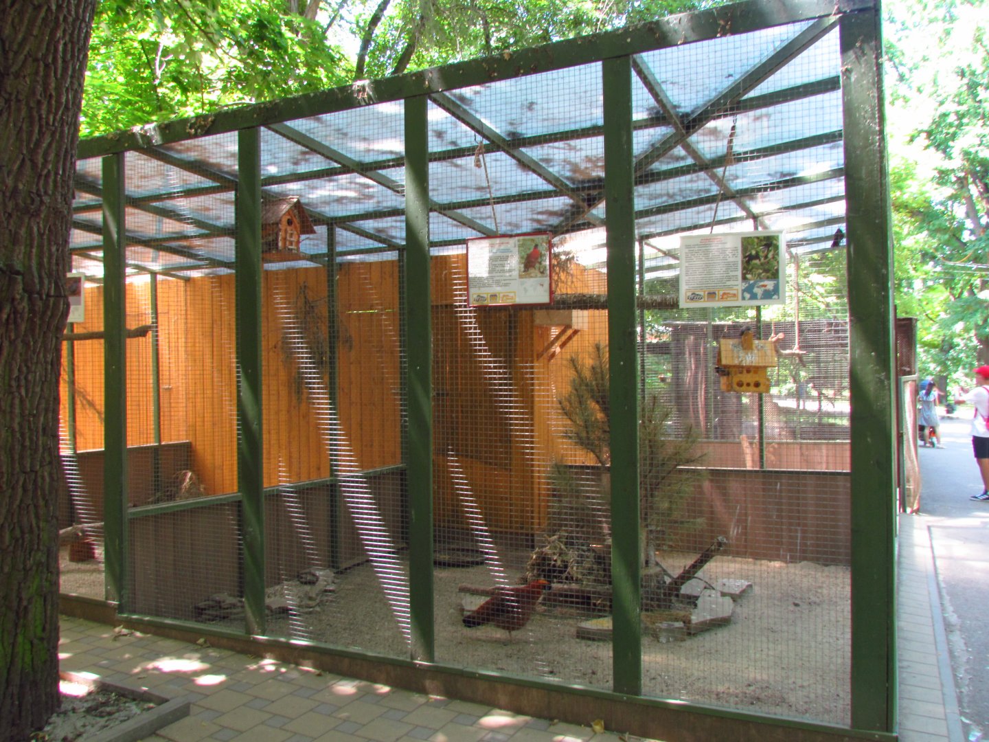 Mixed exhibit: Temminck's tragopan, starlings, blackbird