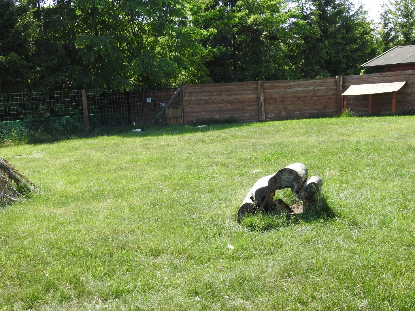 Mixed exhibit with Chinese muntjacs and Red-crowned cranes