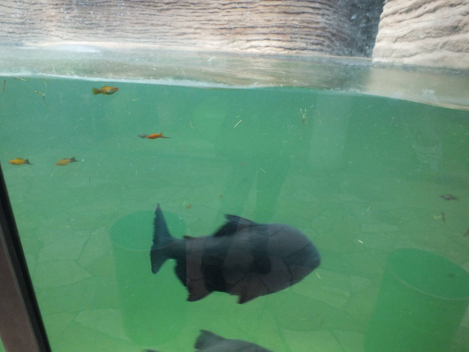 Mixed exhibit with Nile Hippos, Swordtails and Pacu!