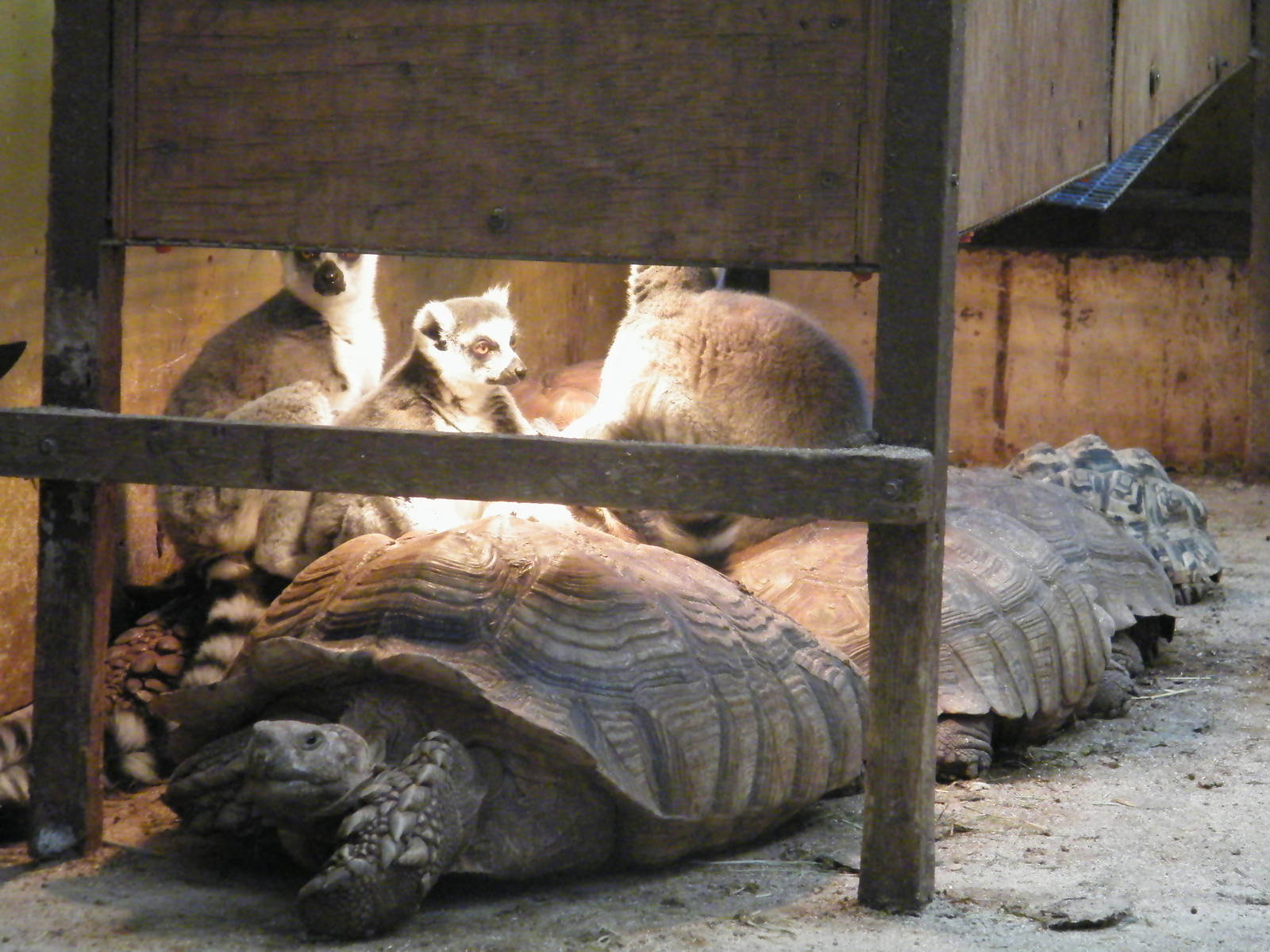 Mixed exhibits for the sensible lemur