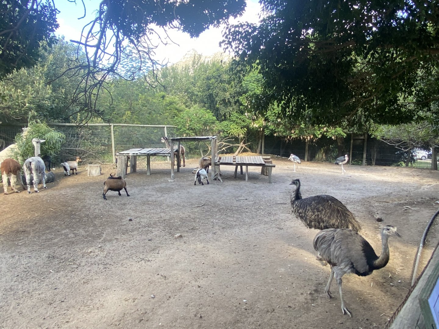 Mixed Farmyard Exhibit