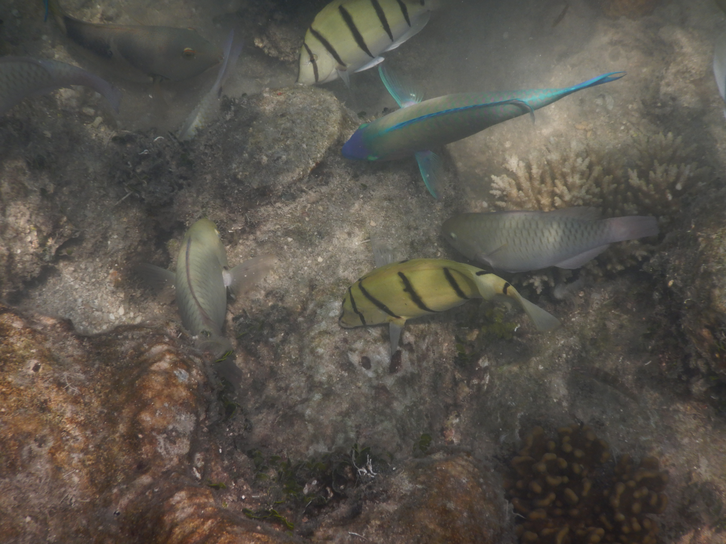 Mixed feeding shoal - Green Island