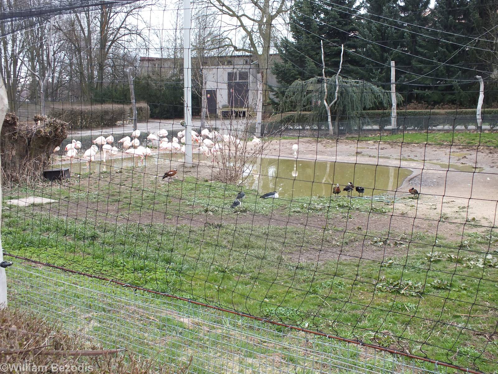Mixed Flamingo Enclosure