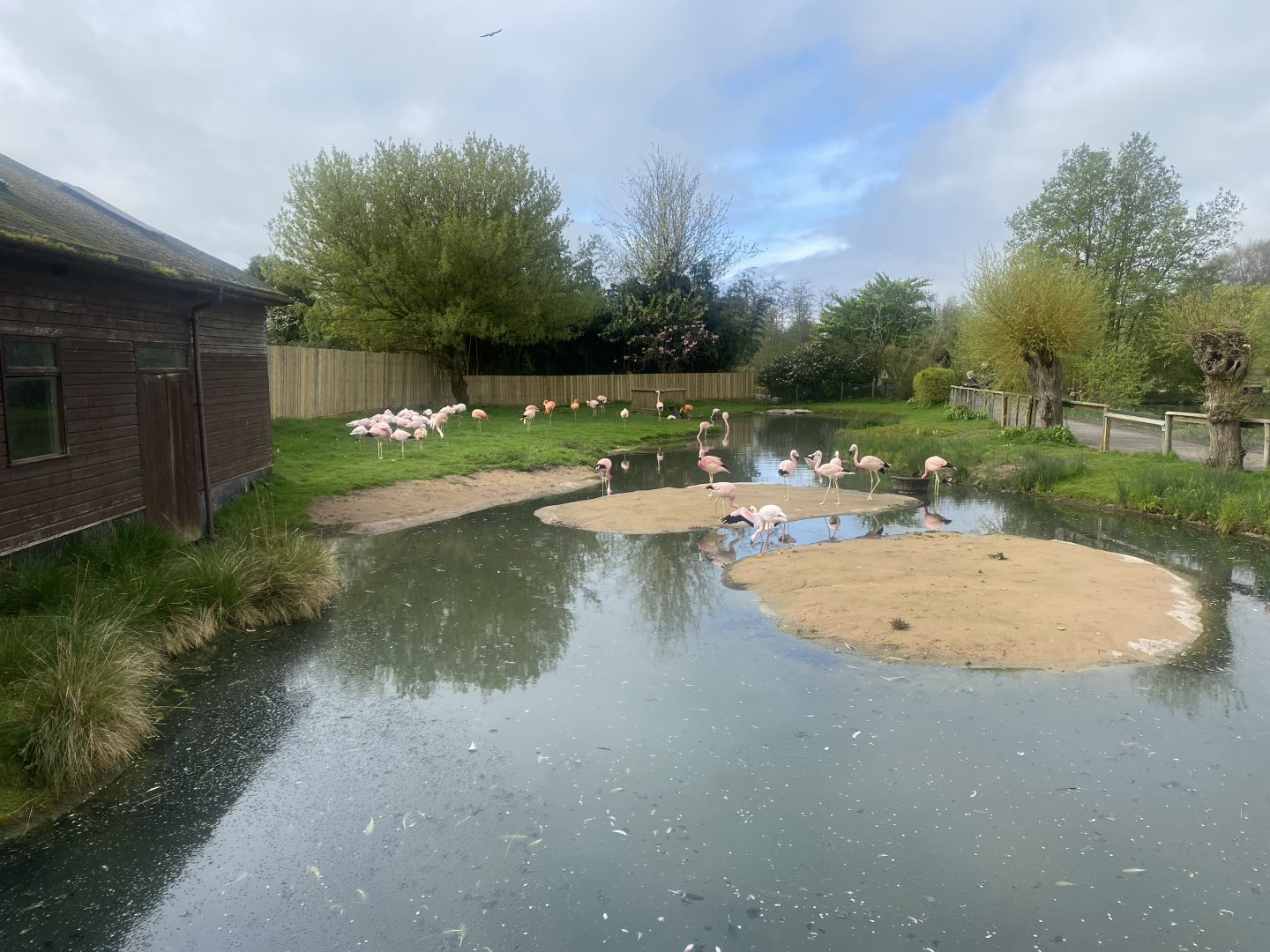 Mixed flamingo exhibit 110424