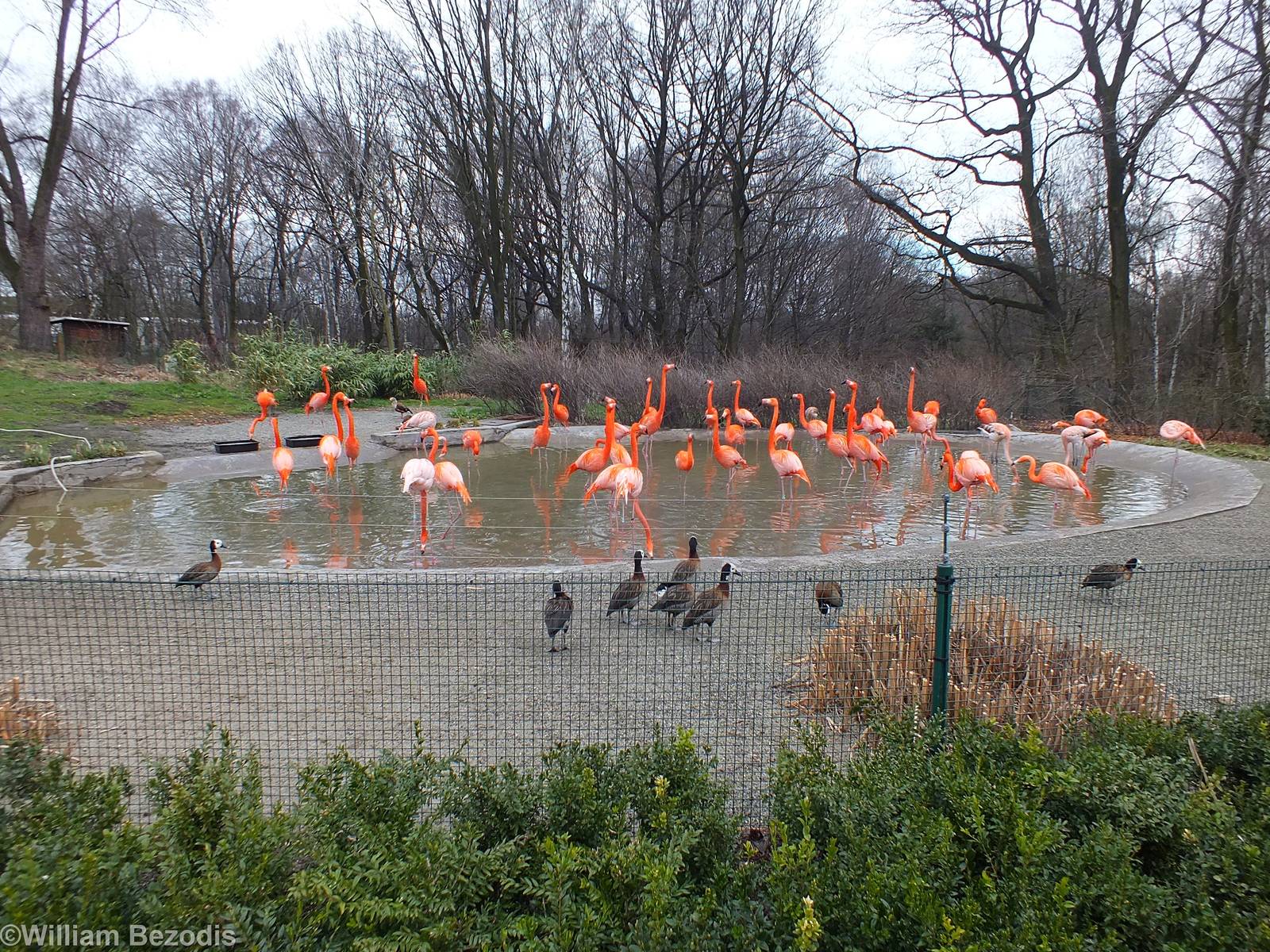 Mixed Flamingo Exhibit