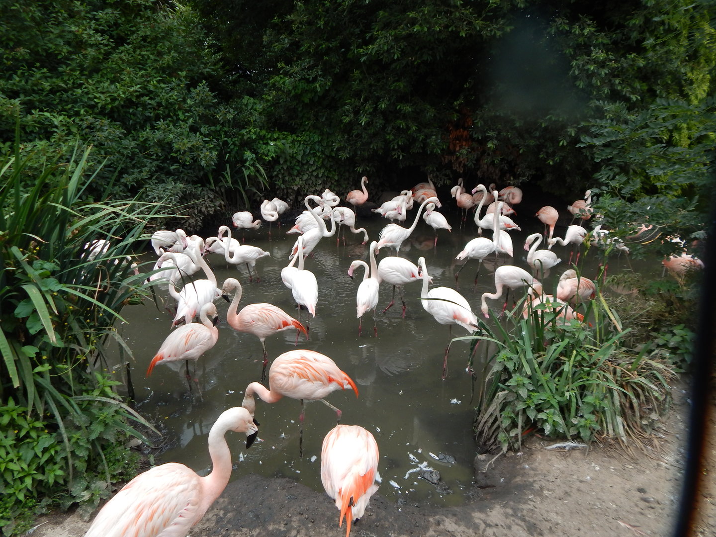 Mixed flamingo flock 300623
