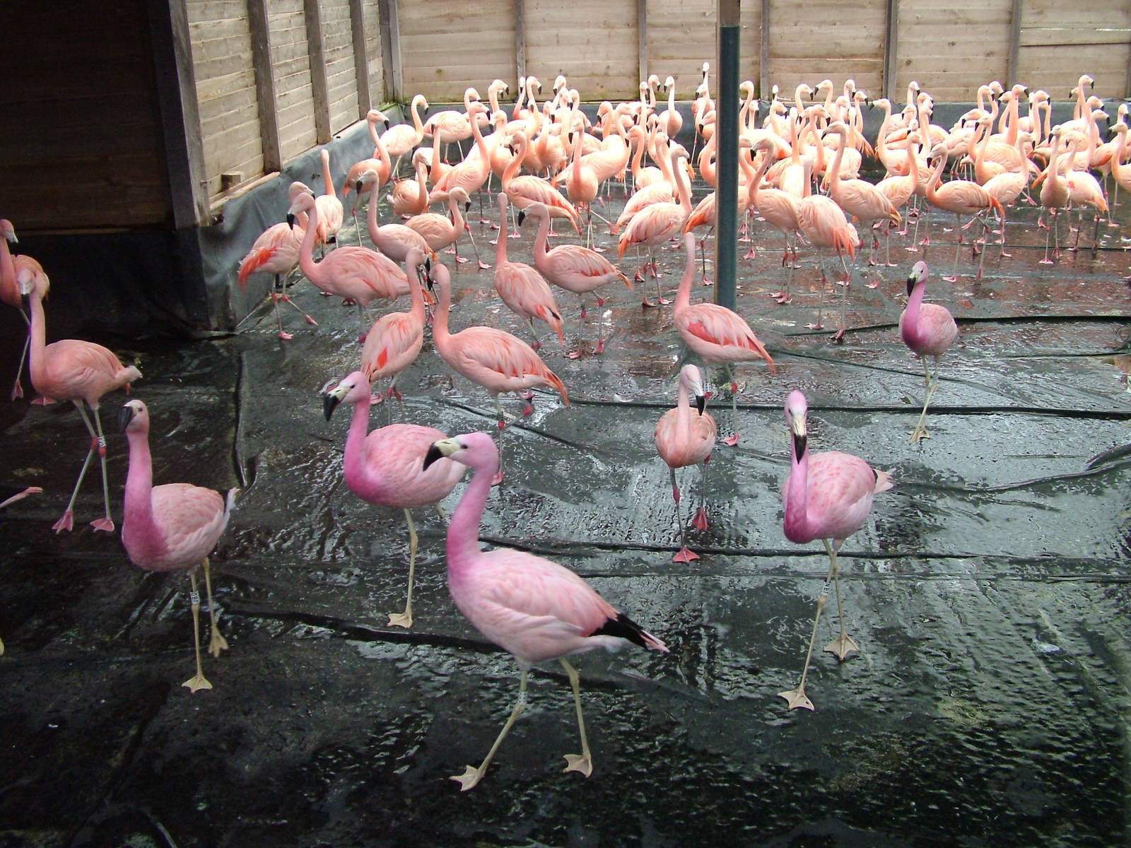 Mixed flamingo flock at Slimbridge 06/02/10