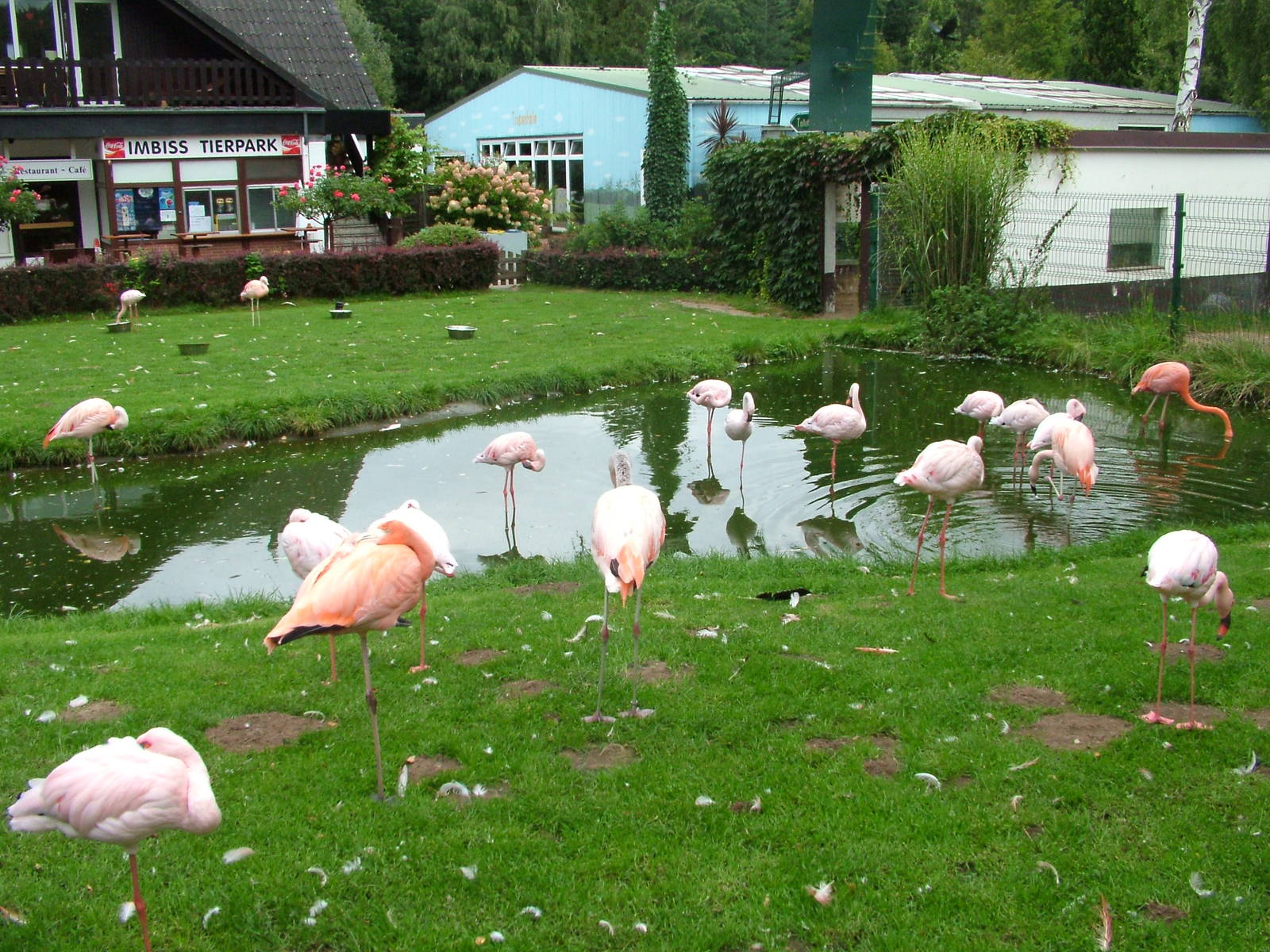 Mixed flamingo flock at Tierpark Gettorf 2007