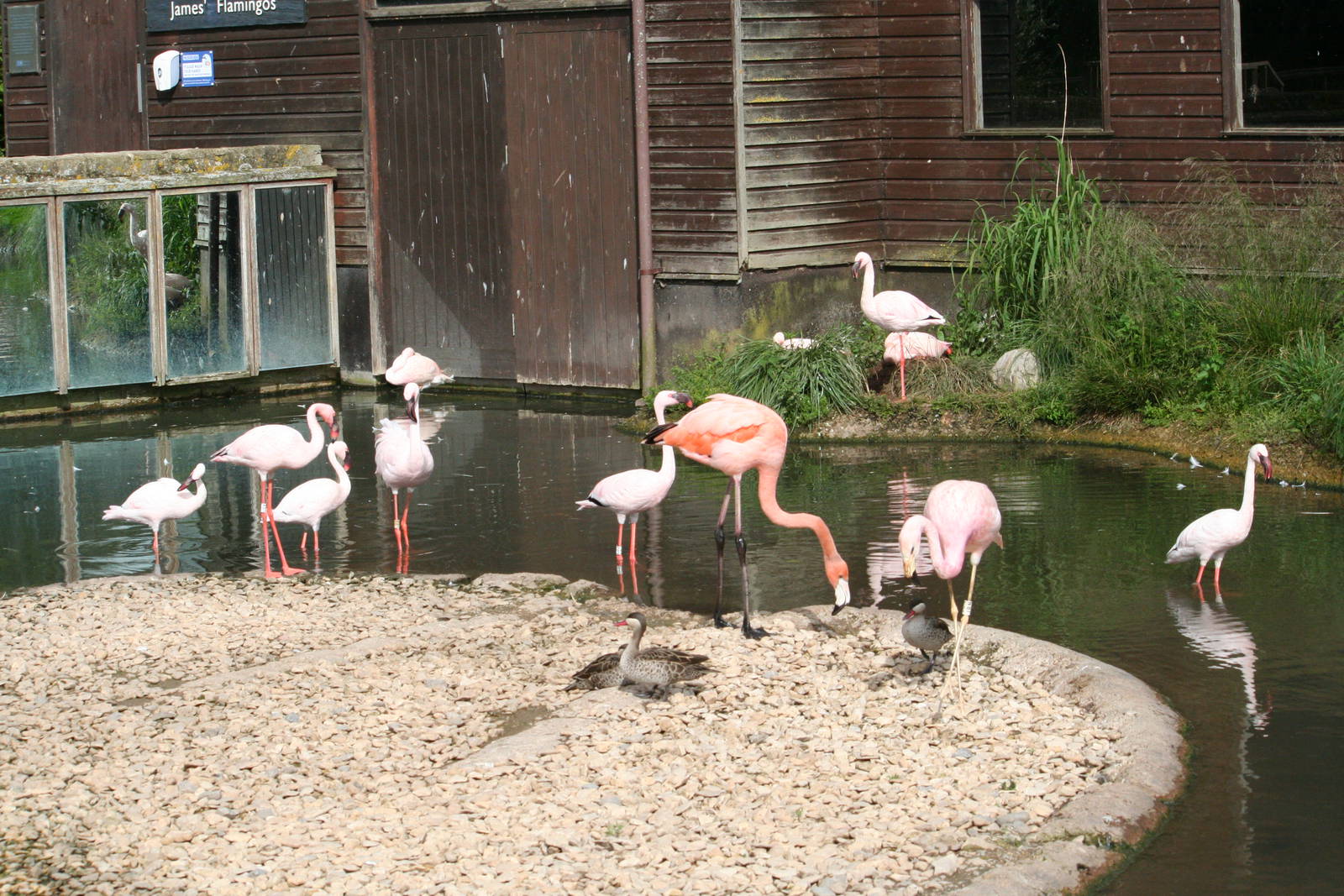 Mixed flamingo flock