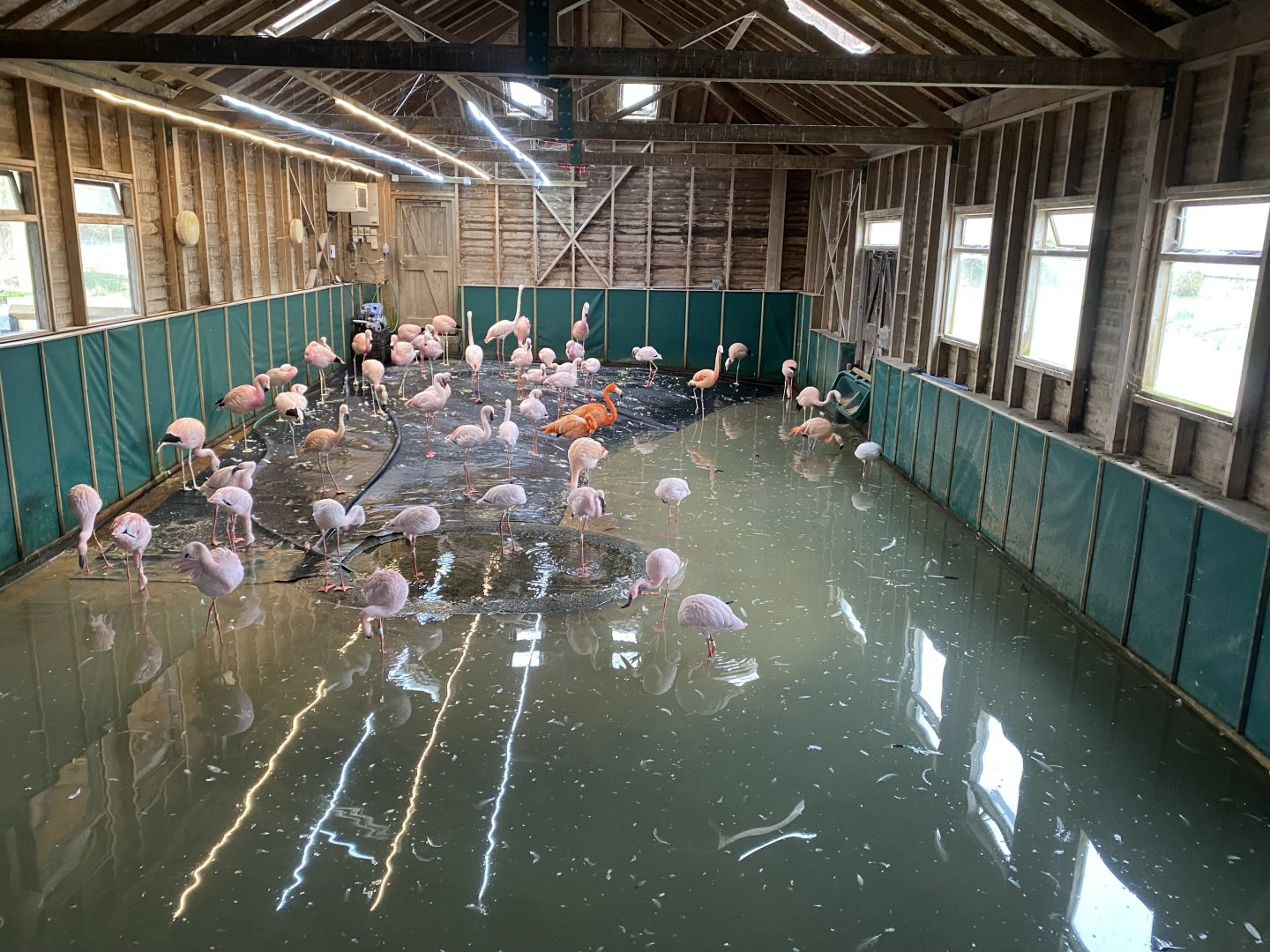 Mixed flamingos 290224