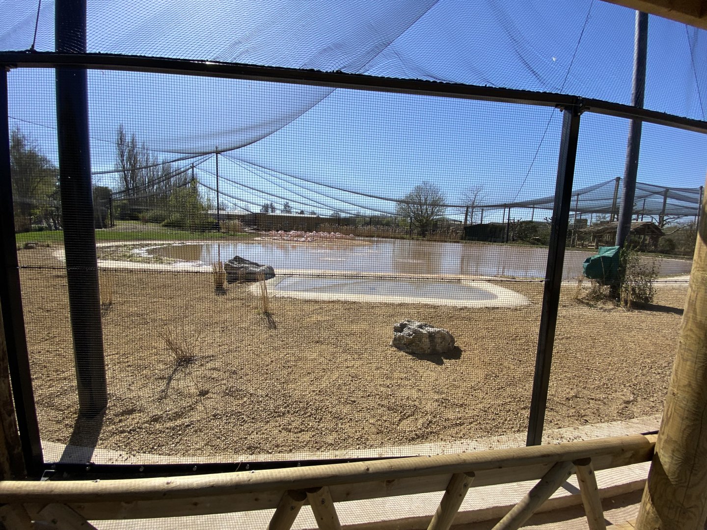 Mixed greater flamingo aviary