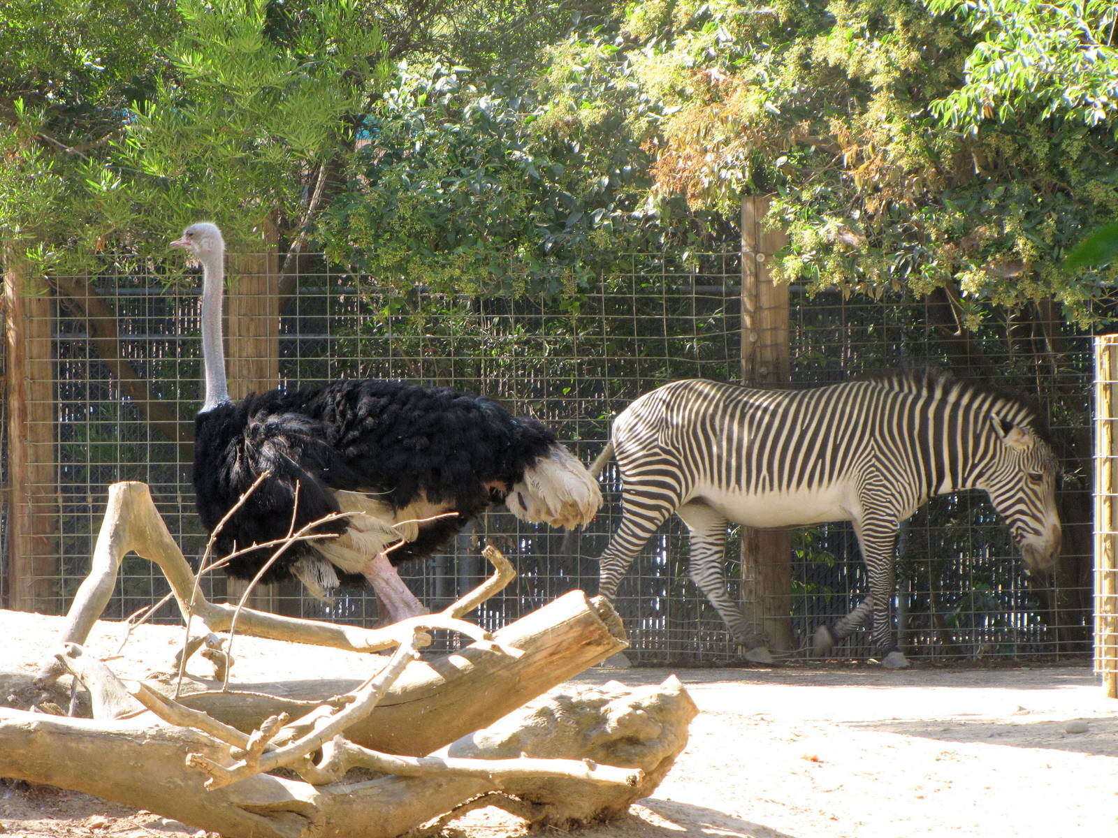 Mixed Grevy's Zebra/Ostrich Exhibit