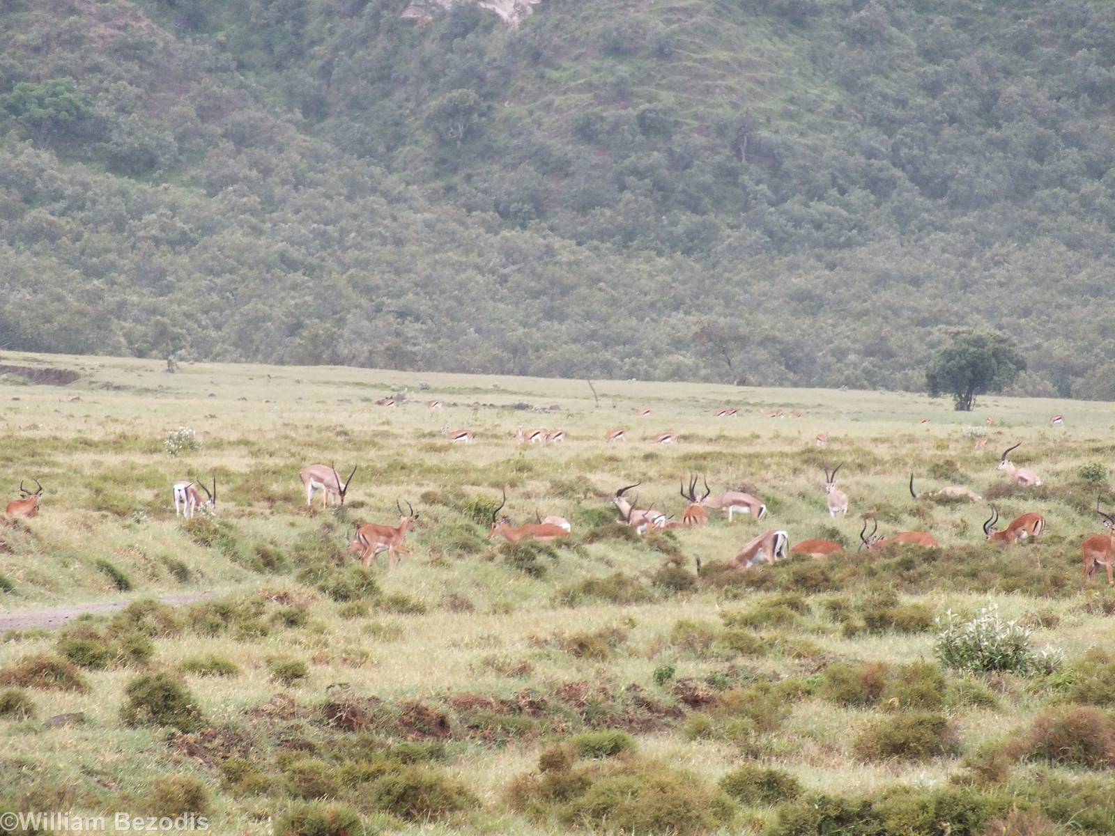 Mixed Group of Gazelles - Hell's Gate National Park