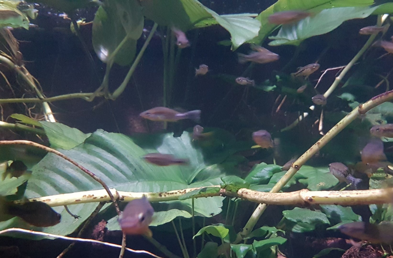 Mixed group Relict and Balsas splitfin