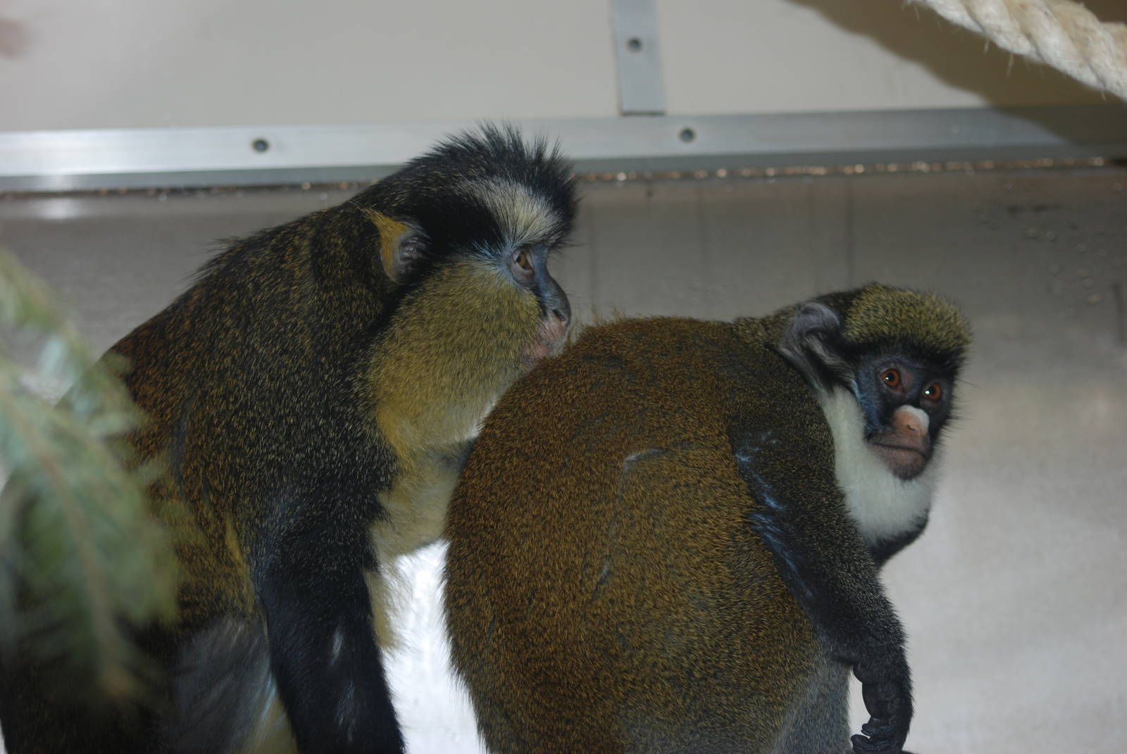 Mixed Guenons at Twycross 27/02/11