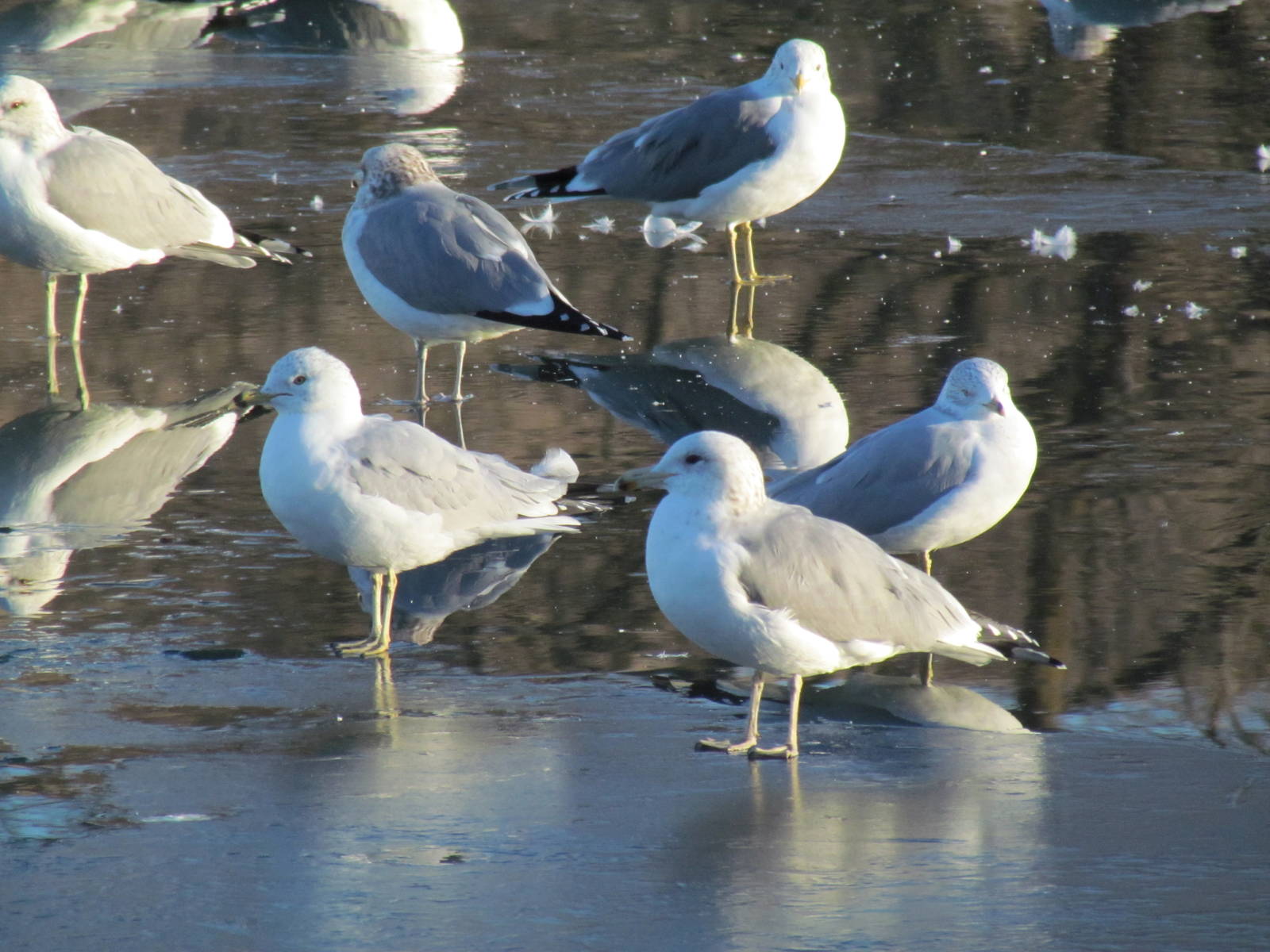Mixed Gulls