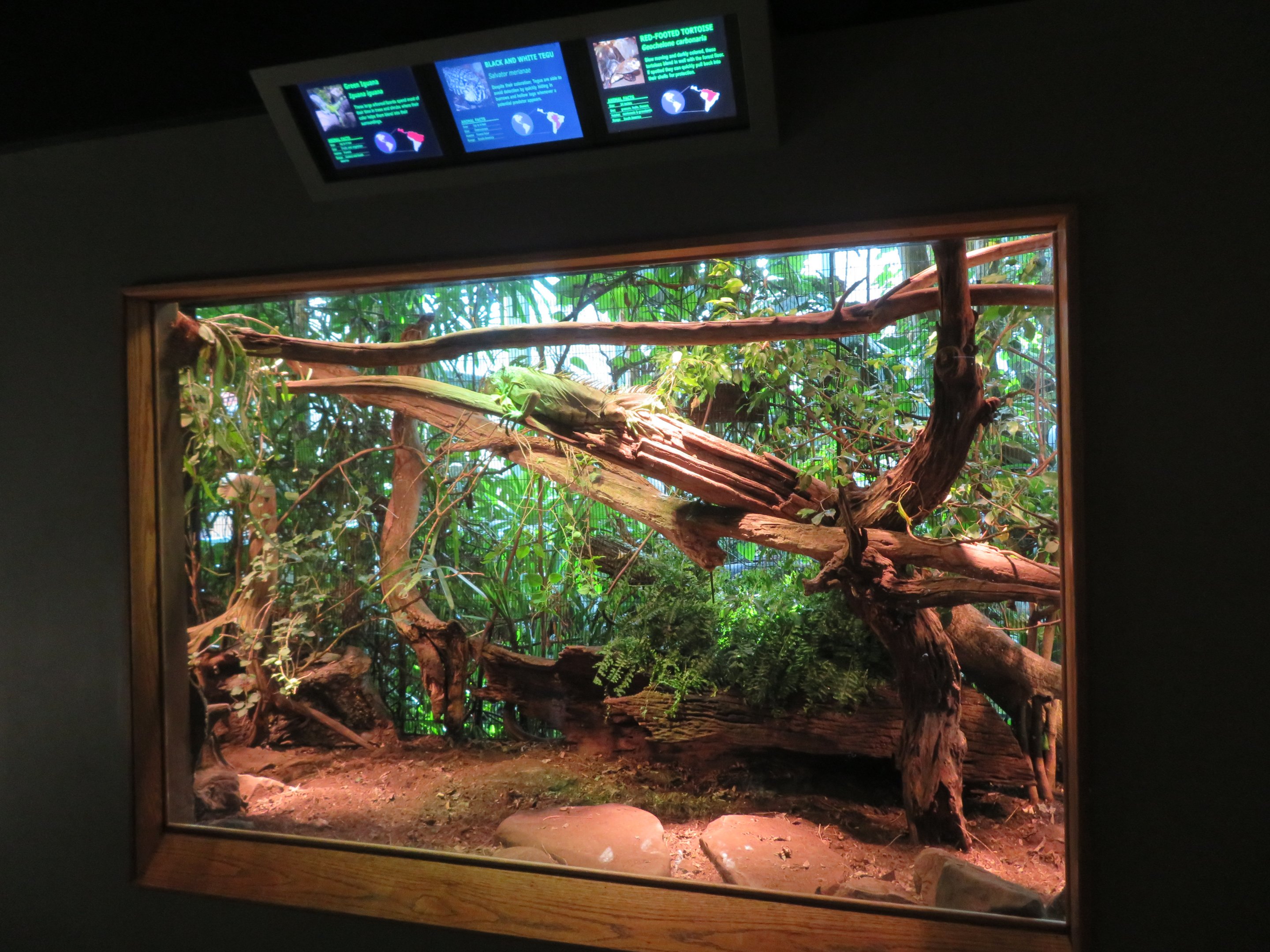 Mixed Herp Exhibit