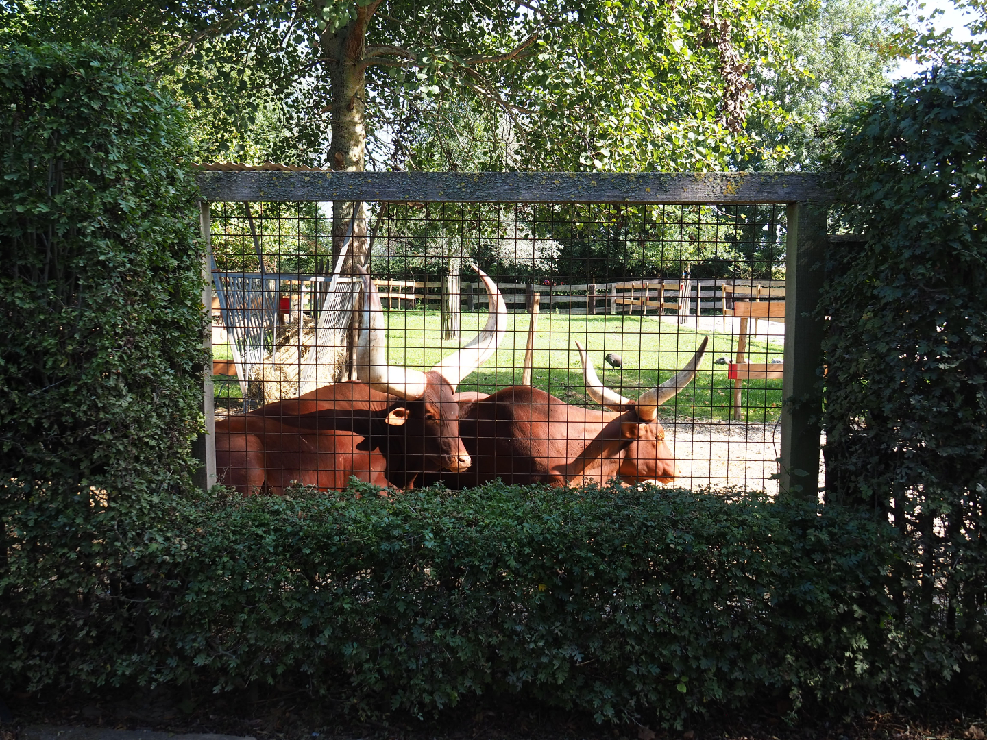 Mixed hoofstock, crane and guineafowl paddock viewing area with Ankole-Watusi cattle, 2020-09-12