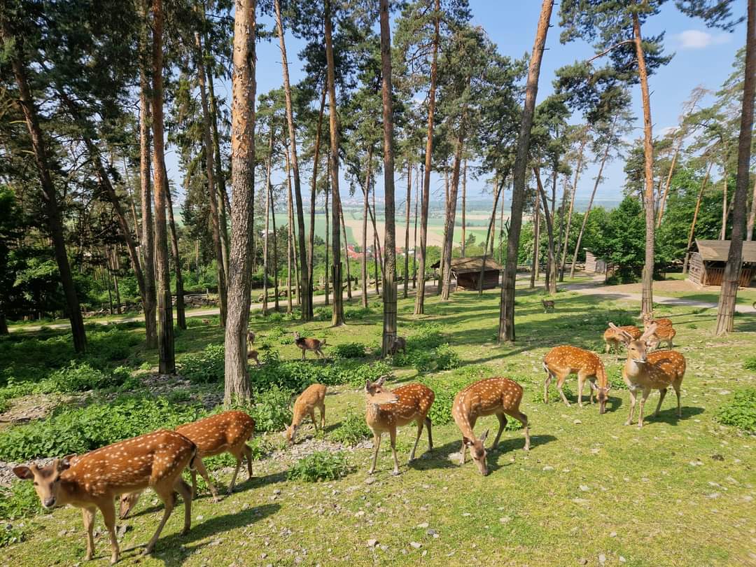 Mixed Hoofstock exhibit