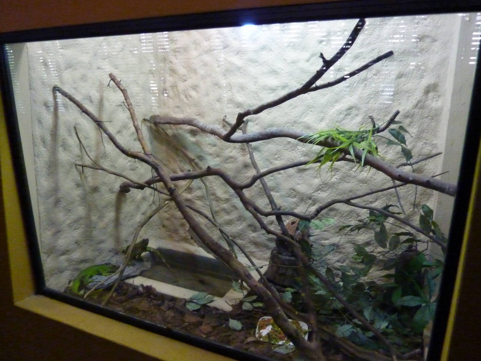Mixed iguana-tarantula vivarium