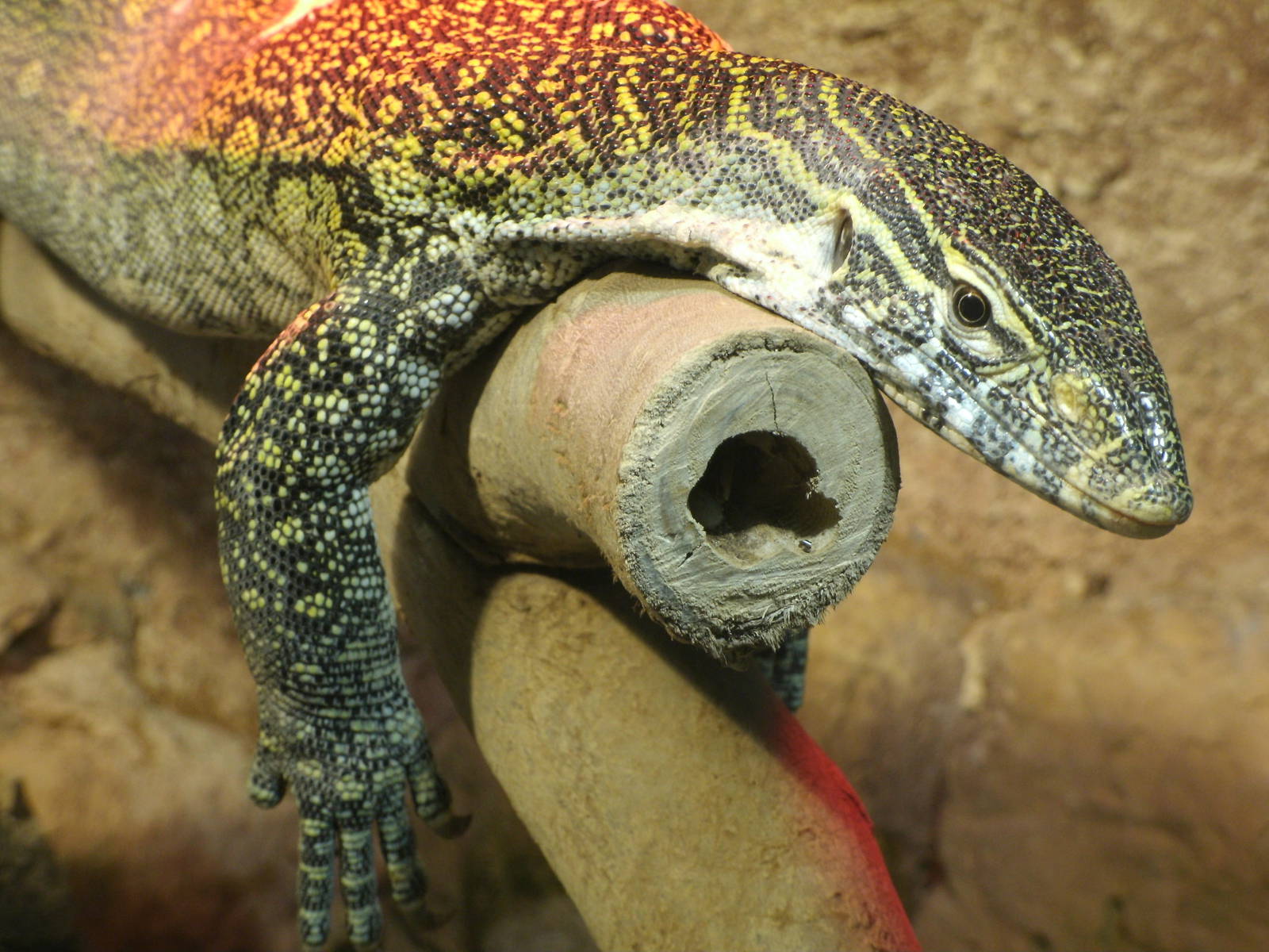 Mixed images of different animals at Mediterraneo Marine Park, Malta