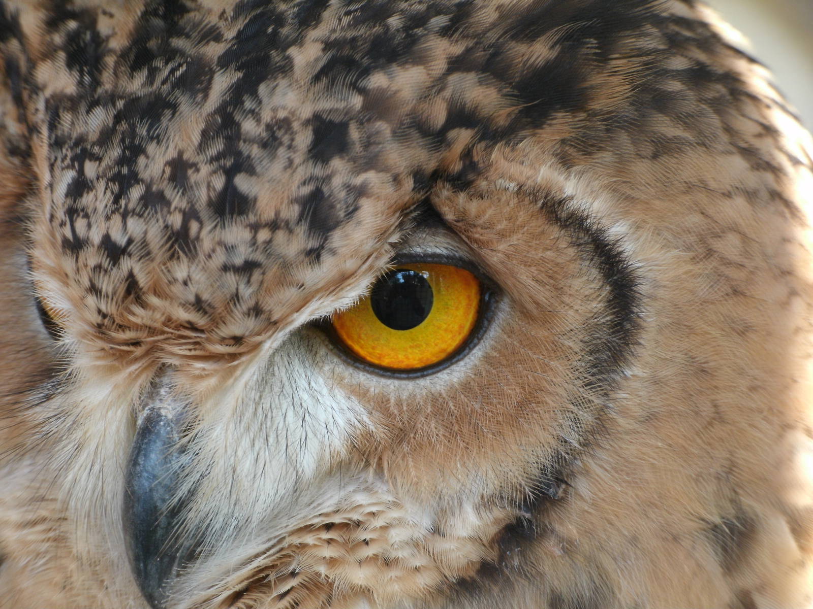 Mixed images of different animals at Mediterraneo Marine Park, Malta