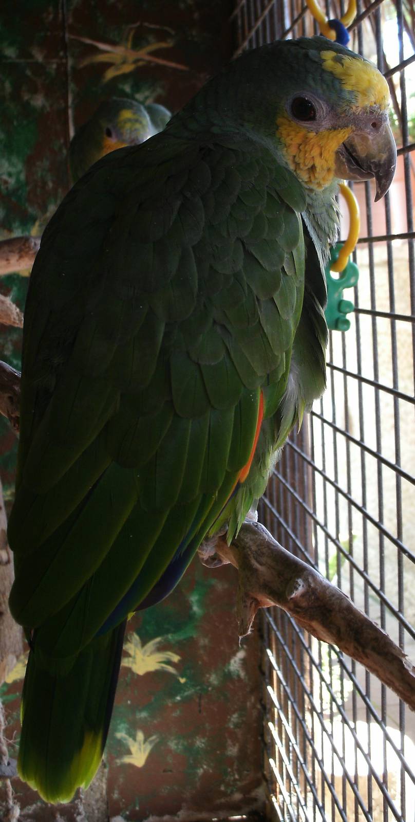 Mixed images of different animals at Mediterraneo Marine Park, Malta
