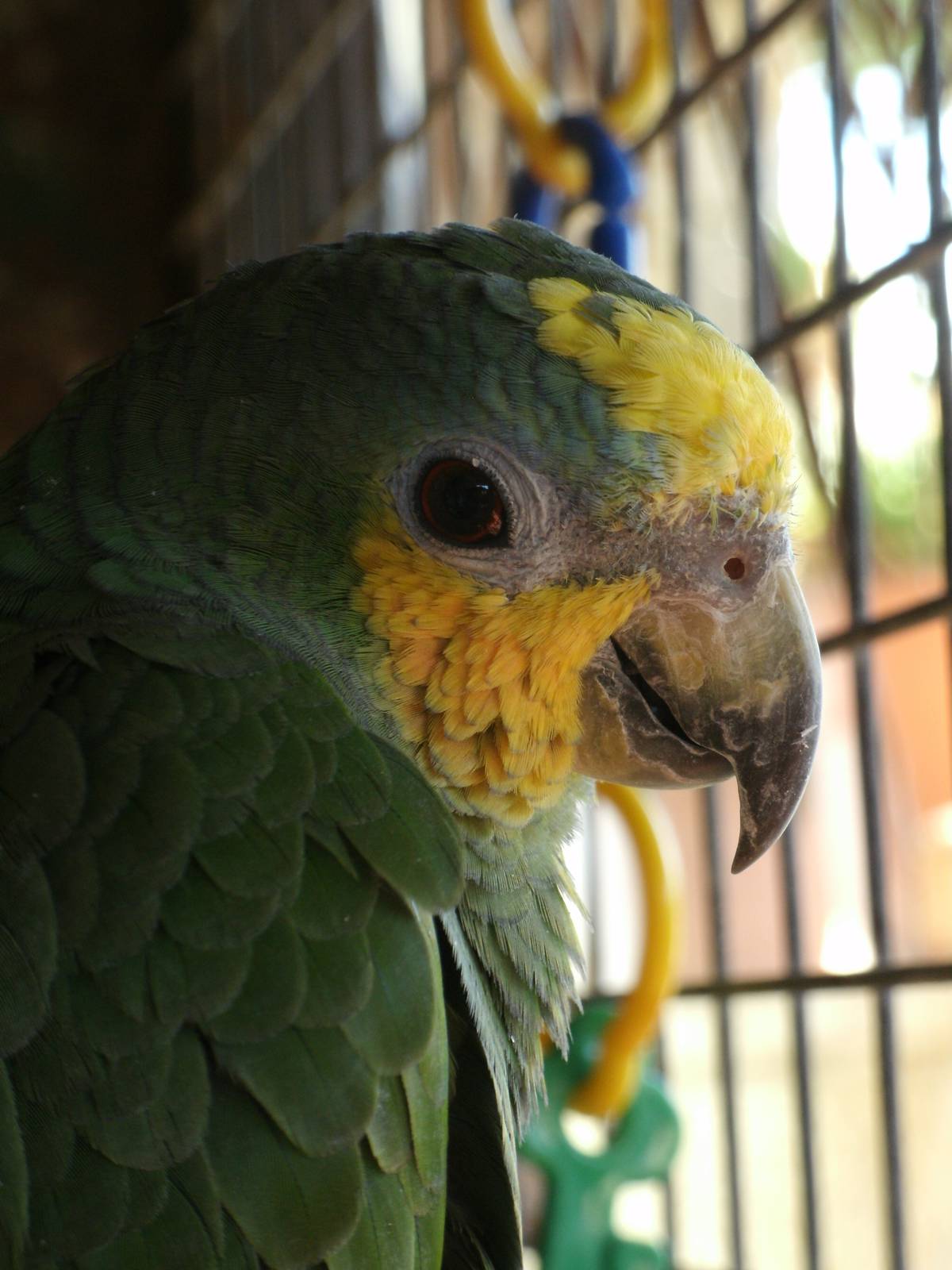 Mixed images of different animals at Mediterraneo Marine Park, Malta