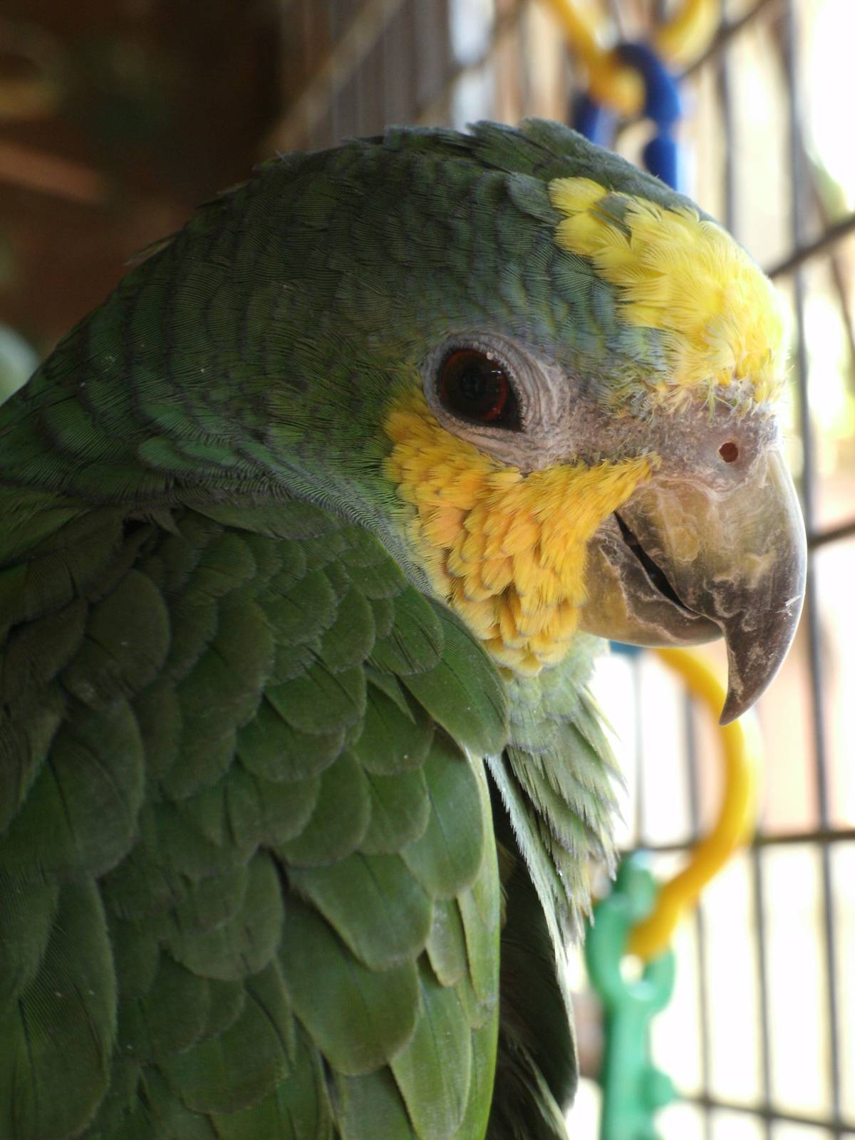 Mixed images of different animals at Mediterraneo Marine Park, Malta