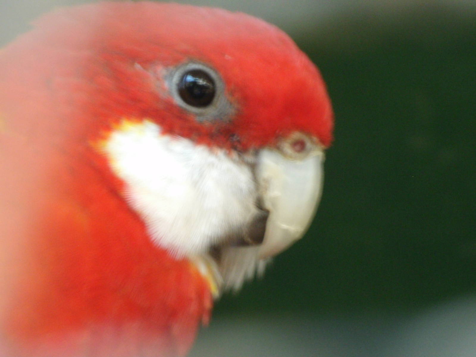 Mixed images of different animals at Mediterraneo Marine Park, Malta