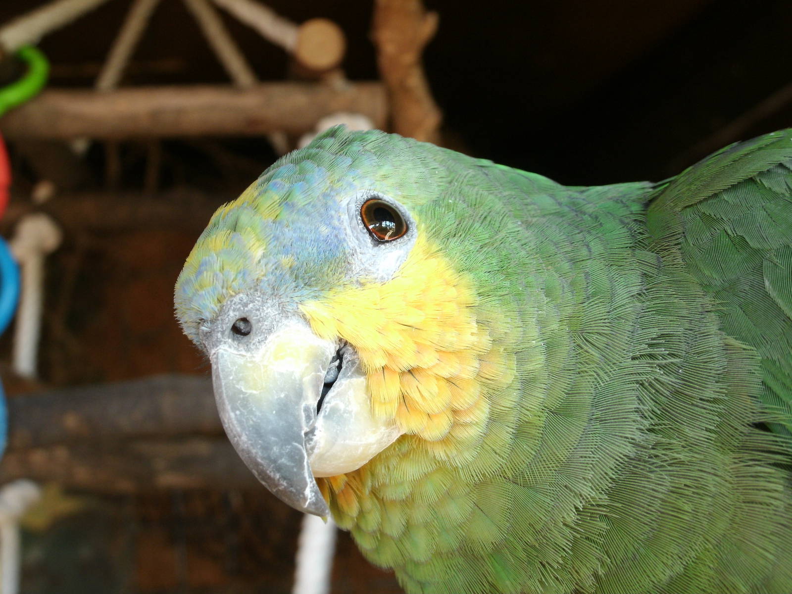 Mixed images of different animals at Mediterraneo Marine Park, Malta
